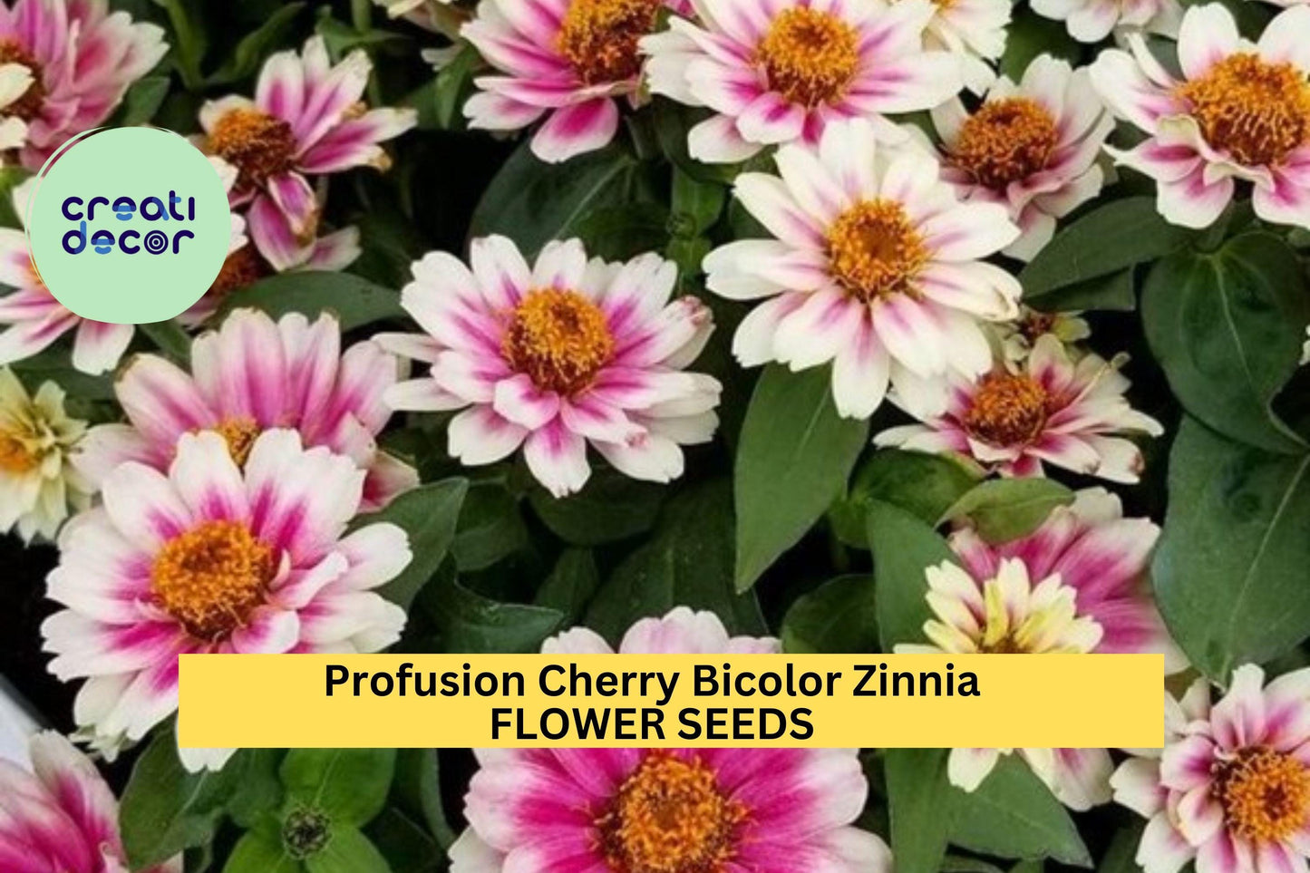 Profusion Cherry Bicolor Zinnia Seeds – 100+ Seeds – Compact Summer Blooms for Pollinator Gardens, Containers, and Borders – USA