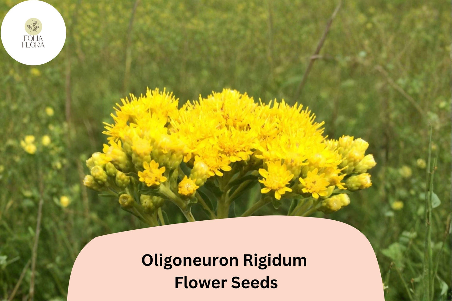 700 Oligoneuron rigidum Seeds | Stiff Goldenrod | Native Yellow Wildflower for Pollinator Gardens