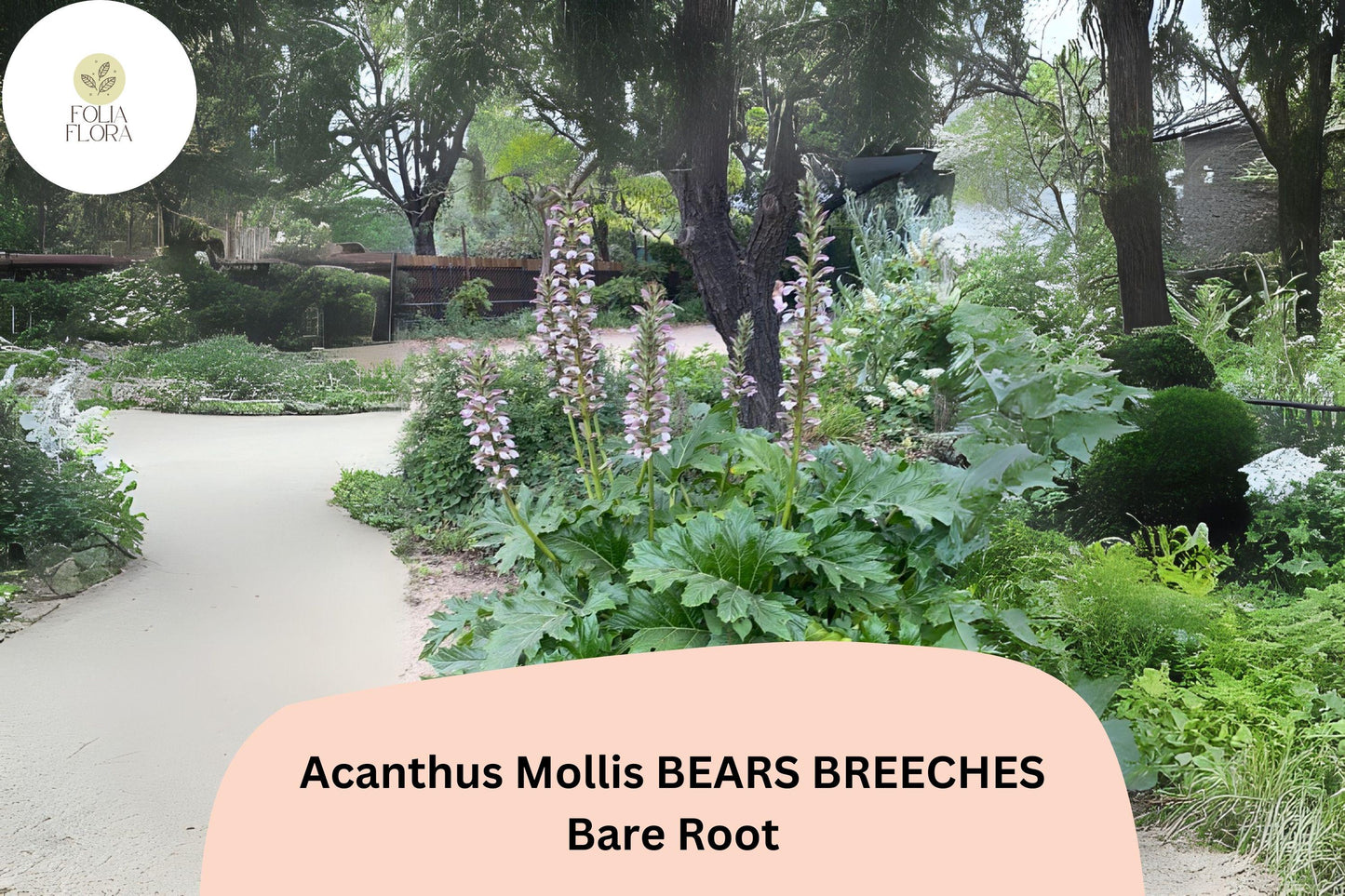 Acanthus mollis Bear’s Breeches | 3 Live Plants 6–12” Purple White Flower Perennial