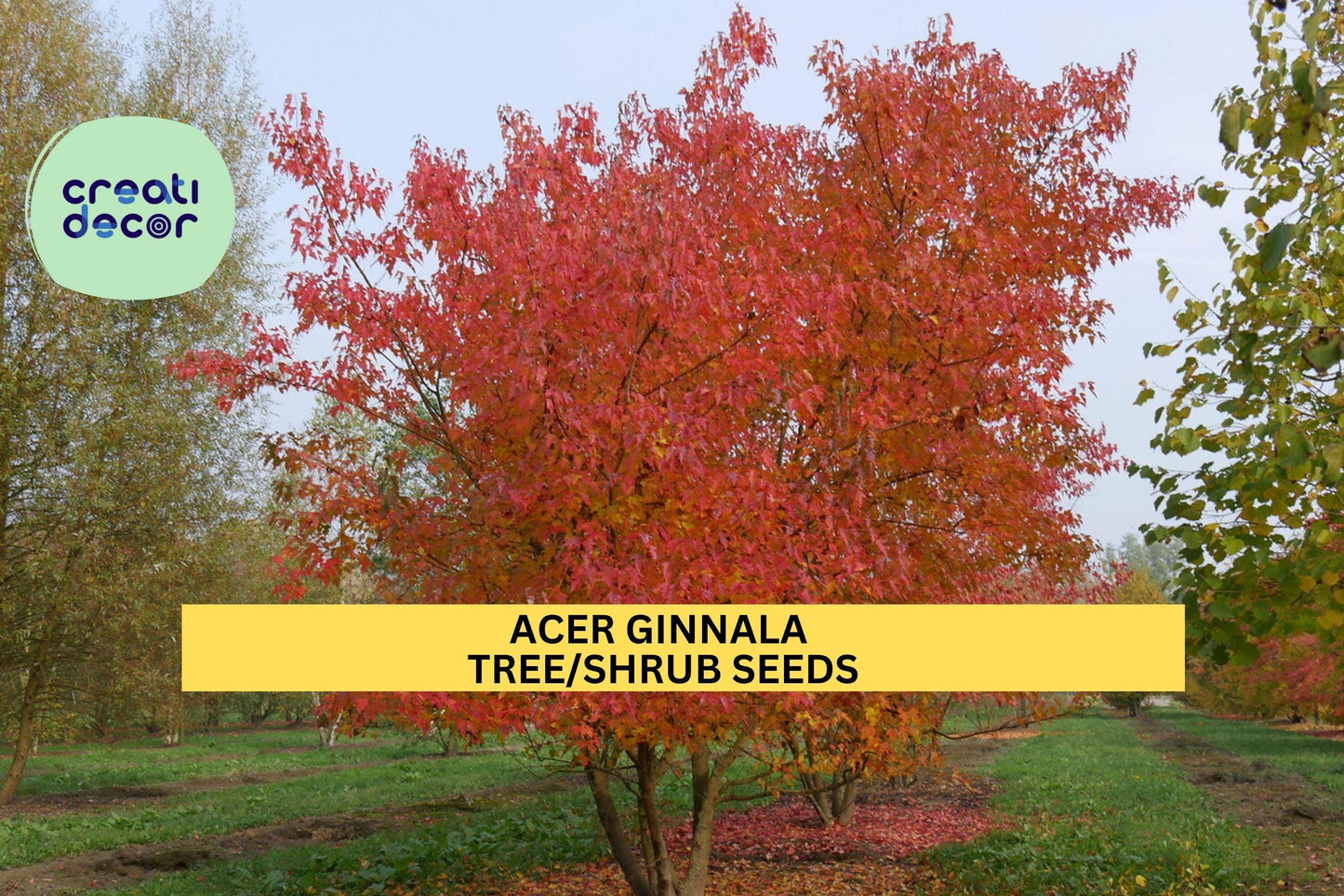 3pcs of 10seeds Acer ginnala – Amur Maple Tree Seeds for Planting, Compact Ornamental Tree with Fiery Fall Foliage Seeds for Planting