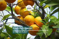 Calamondin Orange Tree Seedling | Self-Pollinating | 4-6" Tall | Potted | Zones 8-11