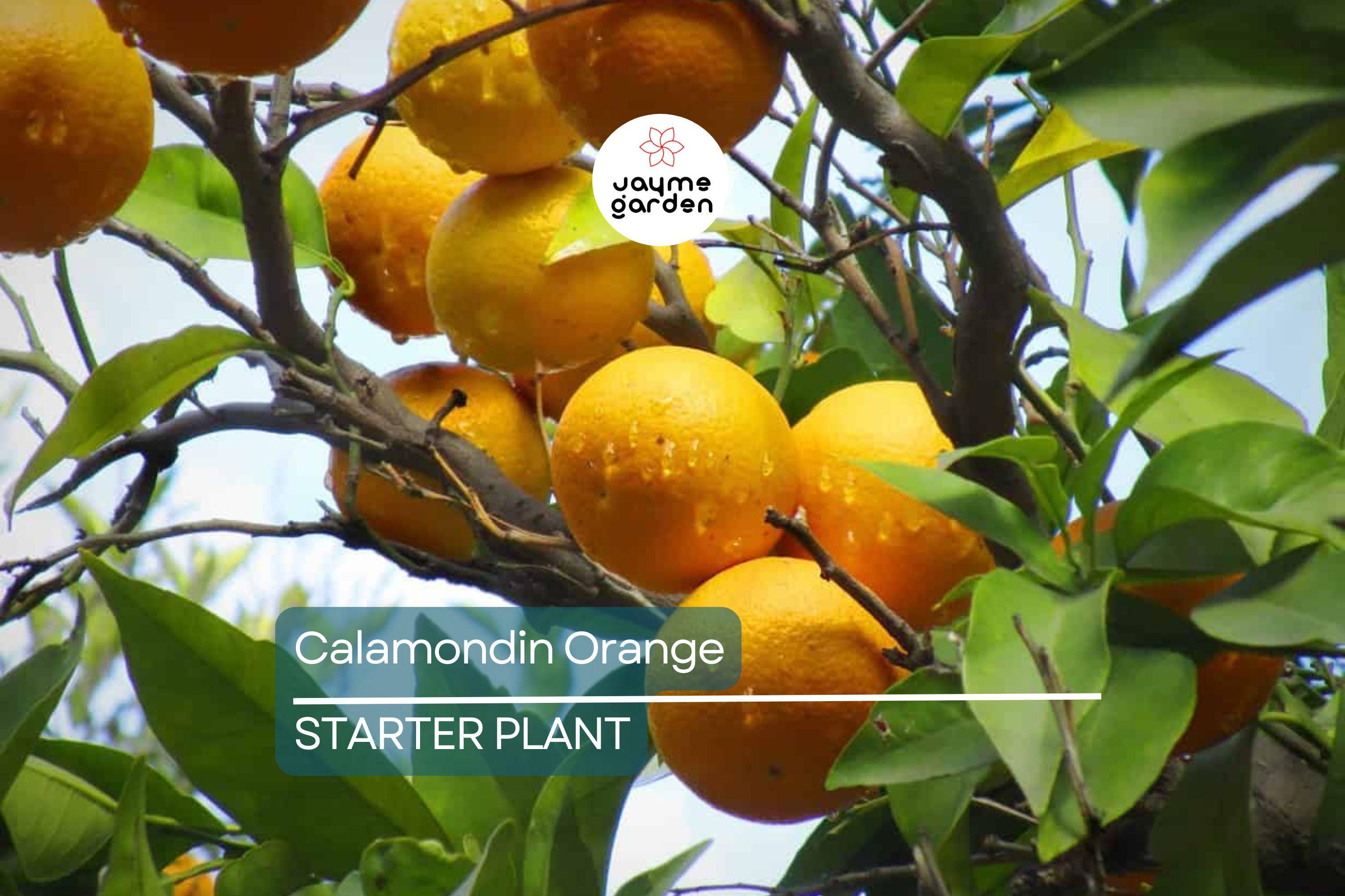 Calamondin Orange Tree Seedling | Self-Pollinating | 4-6" Tall | Potted | Zones 8-11