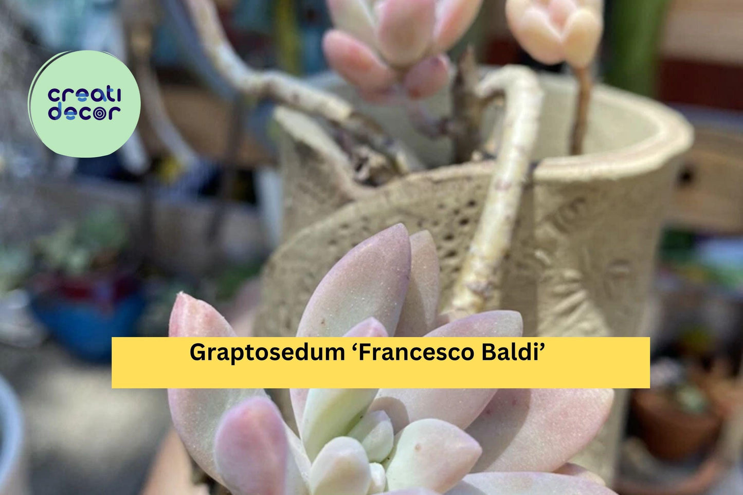 Graptosedum ‘Francesco Baldi’ – Live Rooted Succulent Plant – Easy Care Rosette Hybrid for Indoor or Outdoor Decor