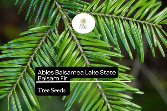 Balsam Fir Seeds 250mg | Abies balsamea | Lake State Balsam Fir, Evergreen Conifer, Fragrant Needle Tree, Hardy, Wildlife-Friendly