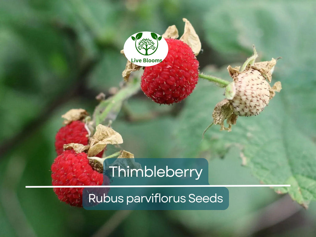 50 Thimbleberry Seeds (Rubus parviflorus) – Flowering Raspberry, Sweet Berry Fruit, Hardy Bush, Easy to Grow, Edible Fruit for Garden
