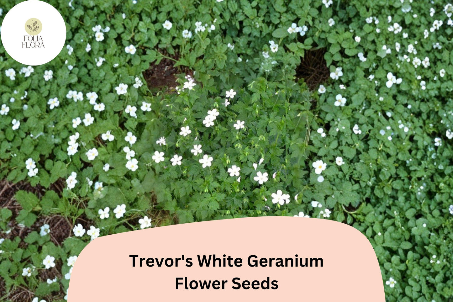 25+ Trevor’s White Geranium Seeds | Hardy Perennial Cranesbill | White Blooms for Garden Beds and Borders