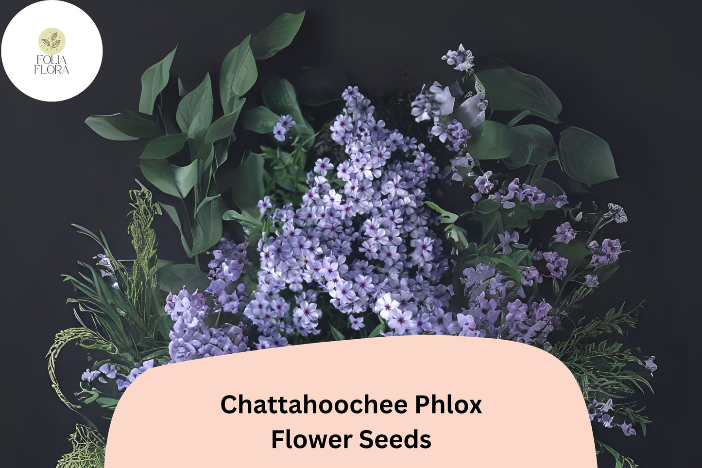 100+ Chattahoochee Phlox Seeds for Planting | Phlox drummondii Annual Flower Seeds | Lavender Blooms with Dark Eye for Gardens