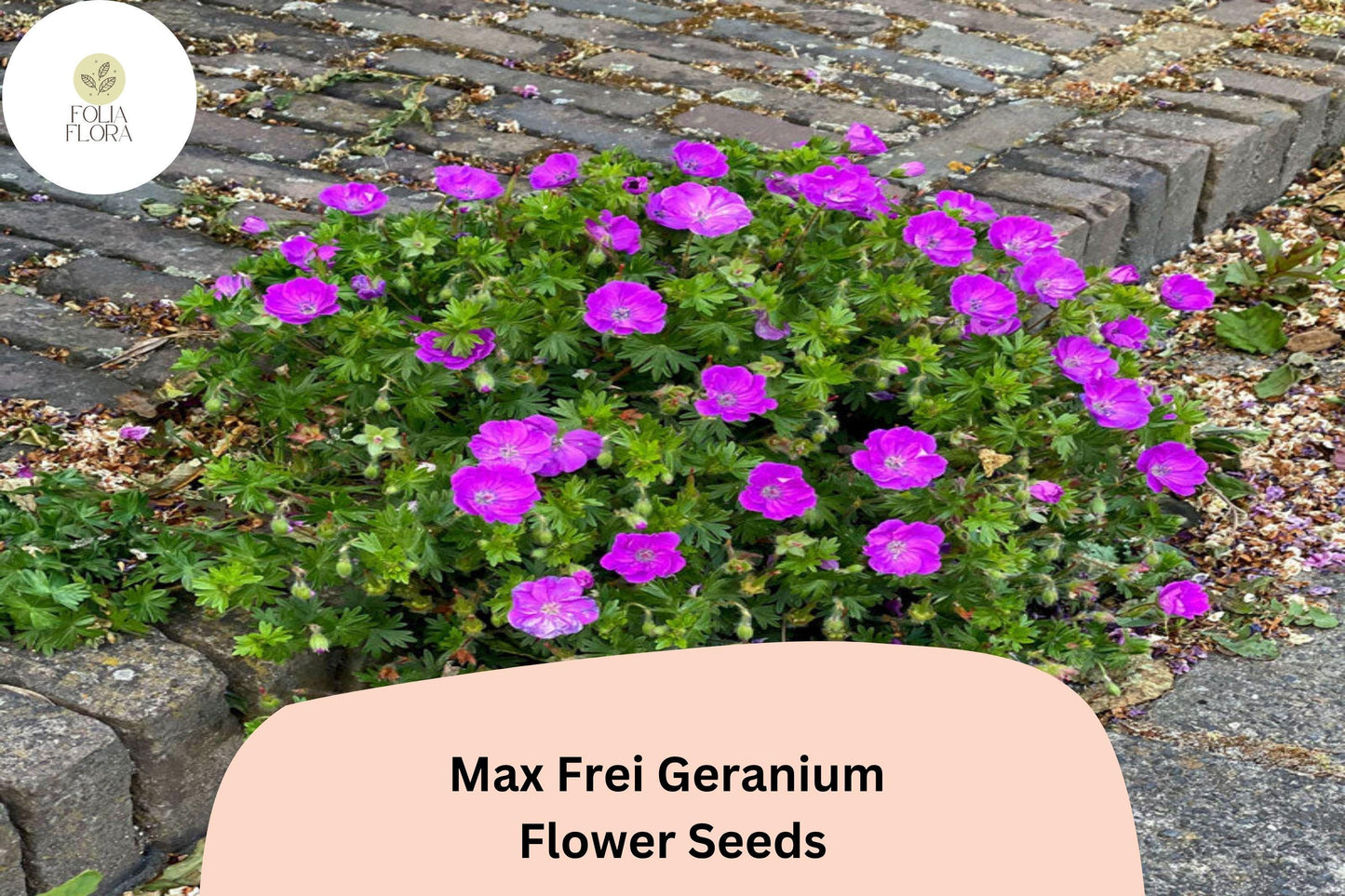 25+ Max Frei (Bloody Cranesbill) Geranium Seeds for Garden Planting – Purple Flowers, Hardy Perennial