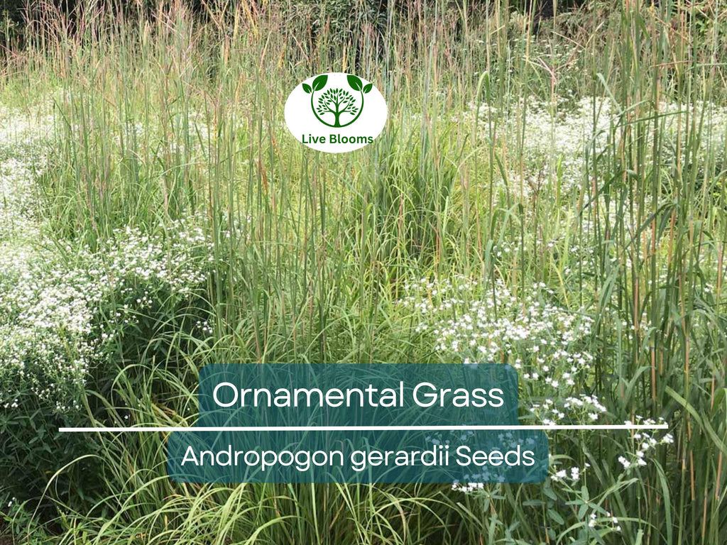 1,000 Ornamental Grass Seeds | Andropogon gerardii Big Blue, Landscaping Marvel, Tall & Hardy Grass, Beautiful Yard and Garden Plant