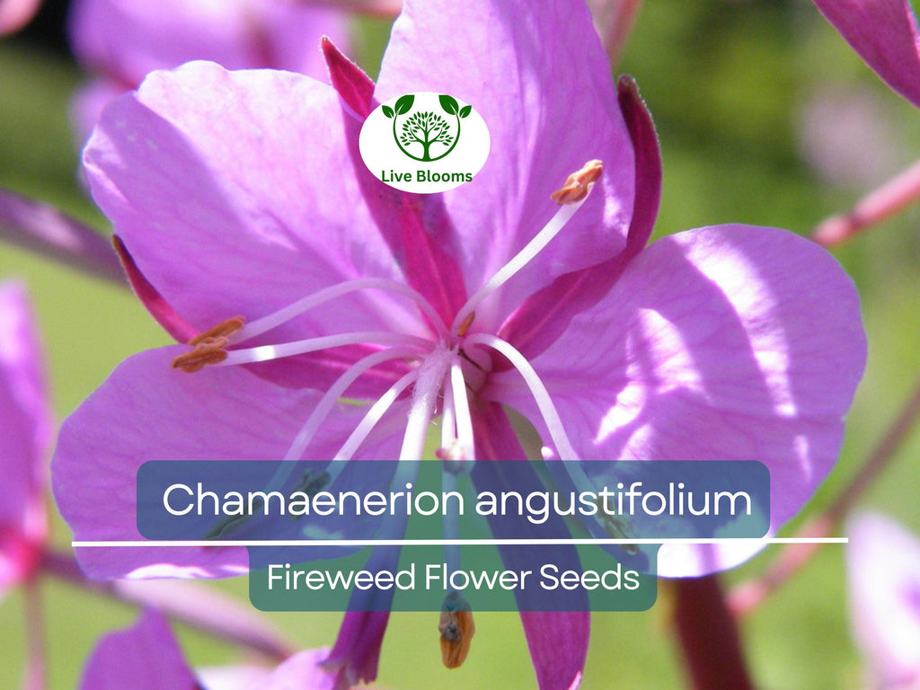 30 mg Seeds Chamaenerion Angustifolium Fireweed – Vibrant Wildflower for Planting, Gardening, and Pollinator-Friendly Landscapes