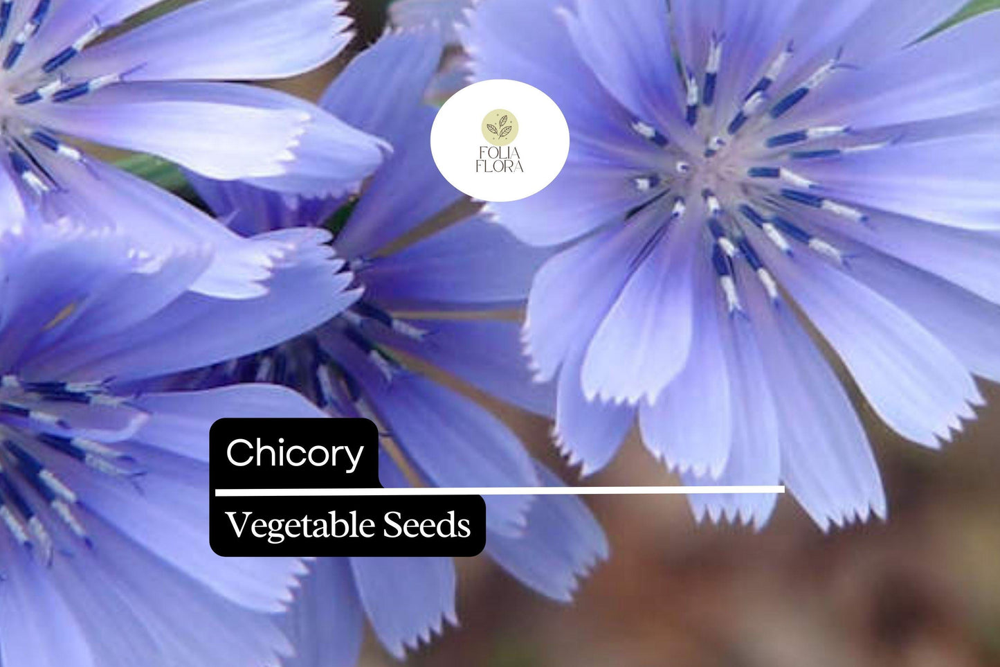 300 Seeds Chicory – Cichorium intybus, Heirloom Vegetable & Coffee Substitute