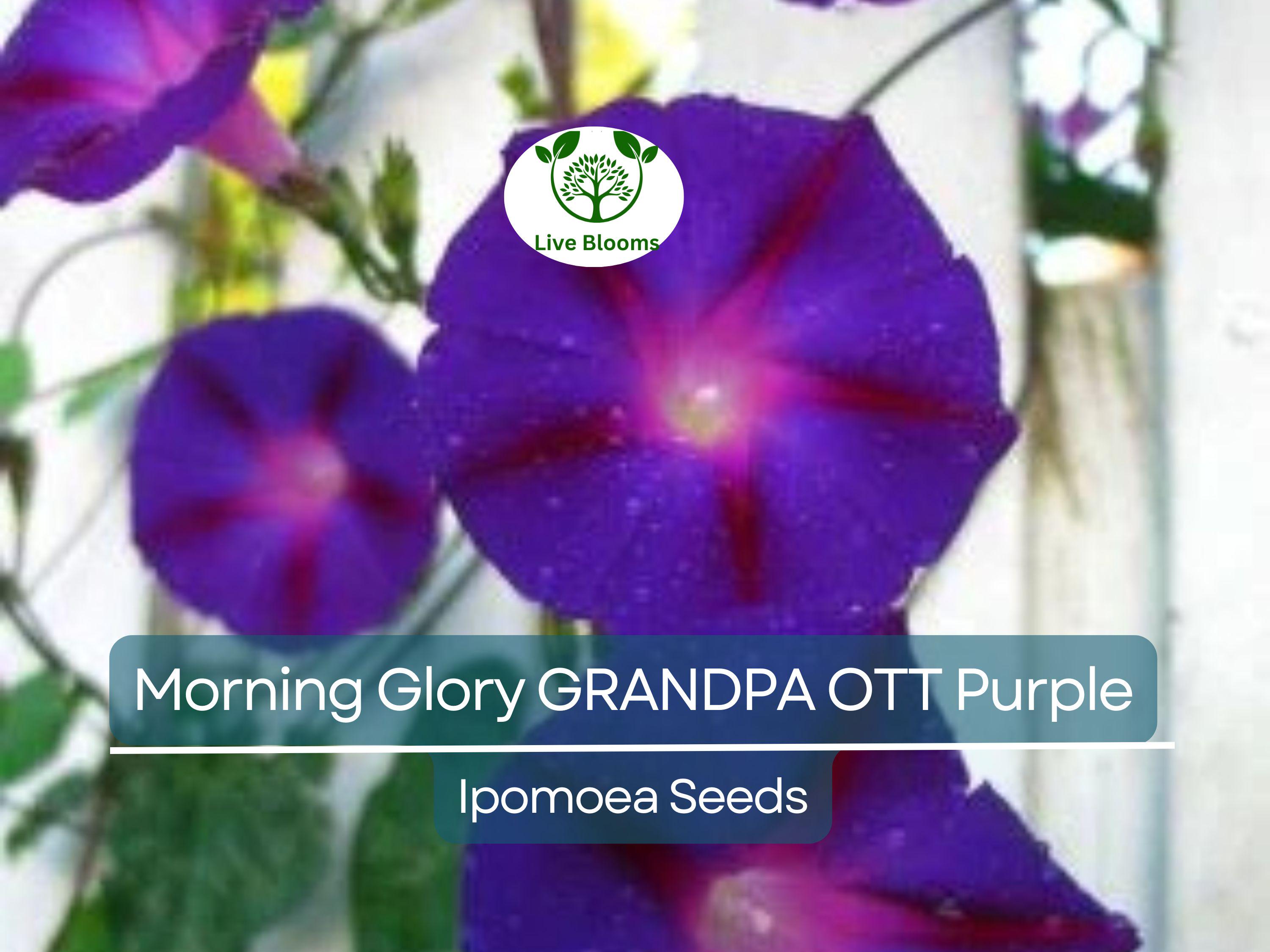 100 Morning Glory Grandpa Ott Seeds – Purple Heirloom Vine | Ipomoea purpurea | Climbing 15' | Non-GMO Fast-Growing Flower