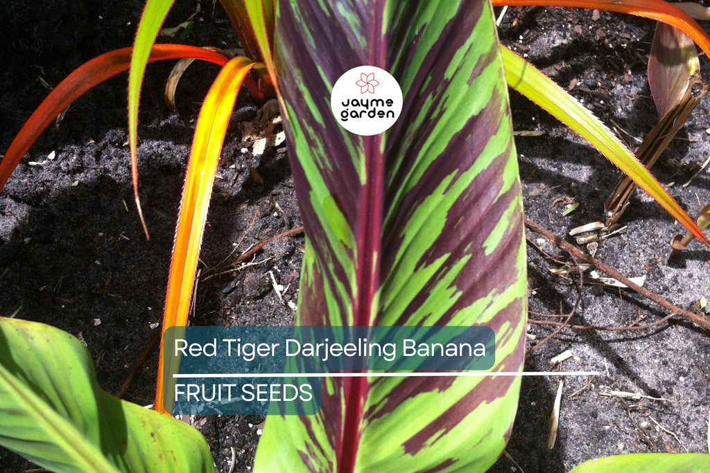 5 Red Tiger Darjeeling Banana Seeds (Musa sikkimensis) – Cold Hardy, Rare Tropical Look, Zone 5