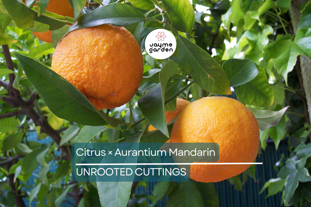 5 Unroot Cuttings Citrus × Aurantium Pixie Mandarin Orange Edible Sweet Fruit, Fast-Growing, USDA Zones 9-11, Organic