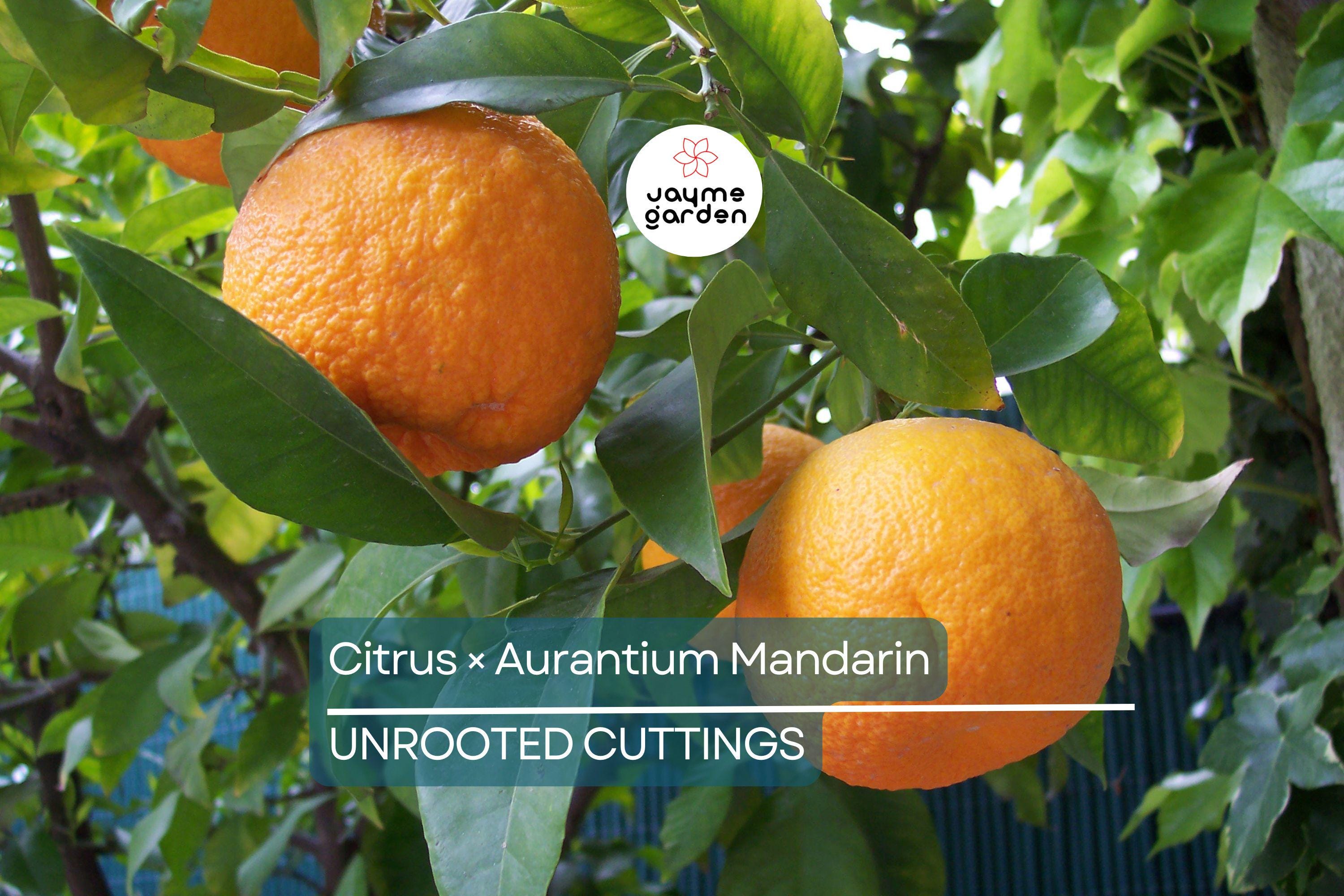5 Unroot Cuttings Citrus × Aurantium Pixie Mandarin Orange Edible Sweet Fruit, Fast-Growing, USDA Zones 9-11, Organic