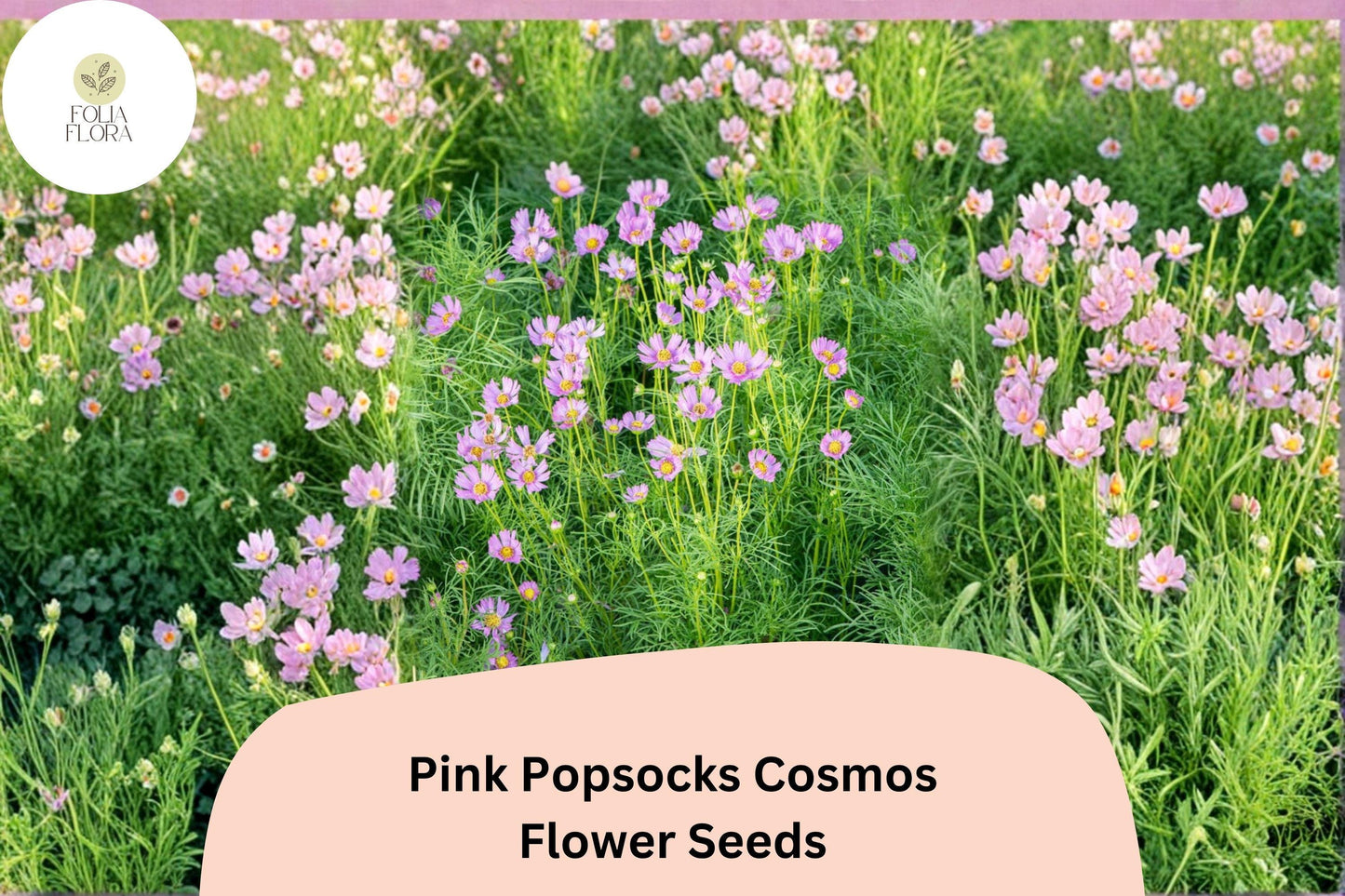 200+ Pink Popsocks Cosmos Seeds | Cosmos Bipinnatus Double Blooms | Garden Flower Seeds for Planting
