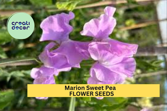 50+ Marion Sweet Pea Seeds – Deep Rose Fragrant Blooms for Garden Planting, Climbing Vines for Trellises & Cut Flowers – USA
