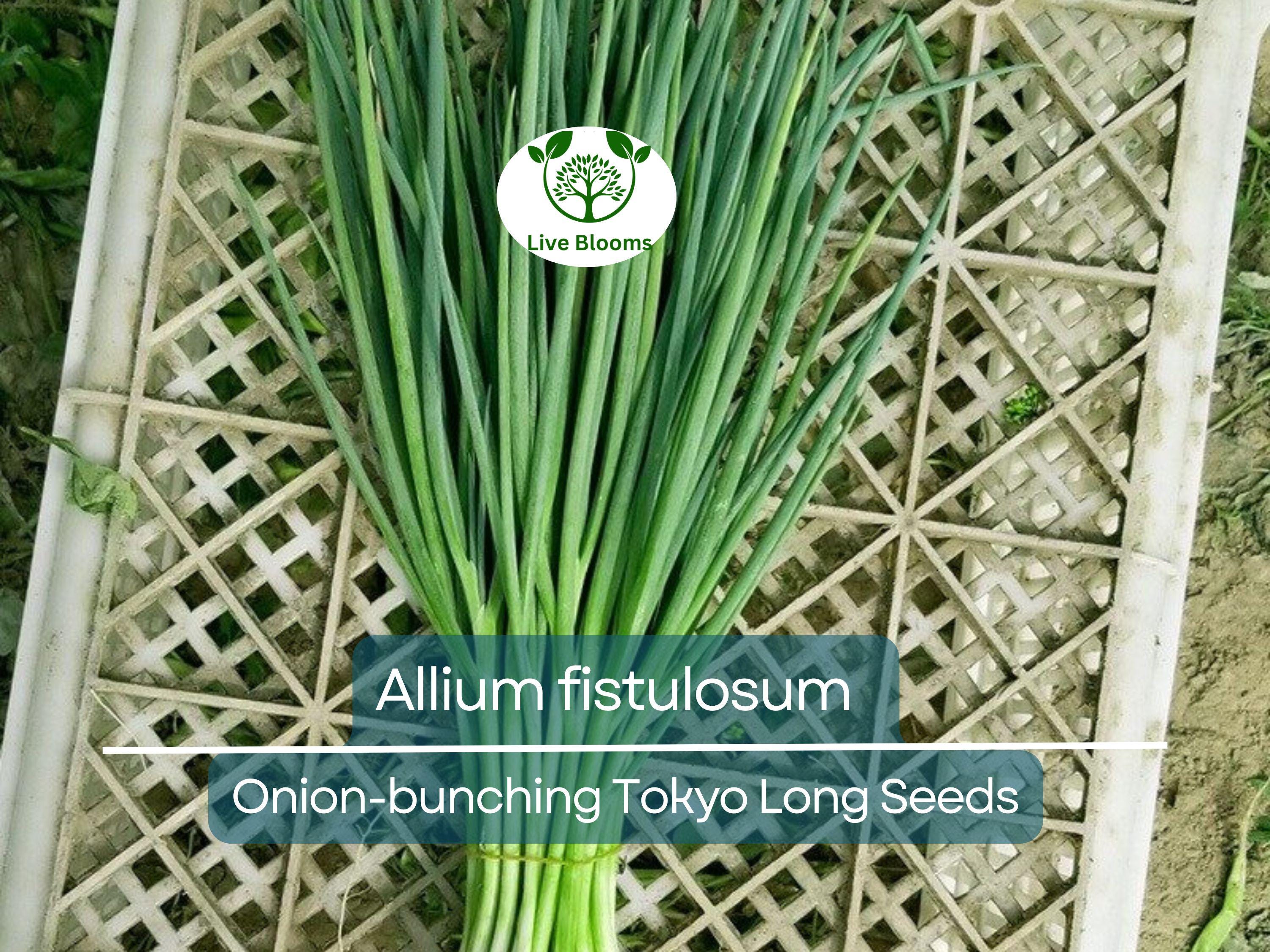 250 Seeds Onion Bunching Tokyo Long for Planting (Allium fistulosum) - Sweet, Mild Green Onions for Home Gardens, Ideal for Spring & Fall
