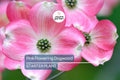 Pink Flowering Dogwood Tree – 10-12" Tall, Well Rooted, Healthy Deciduous, Beautiful Spring Flowers, Ships in Pot