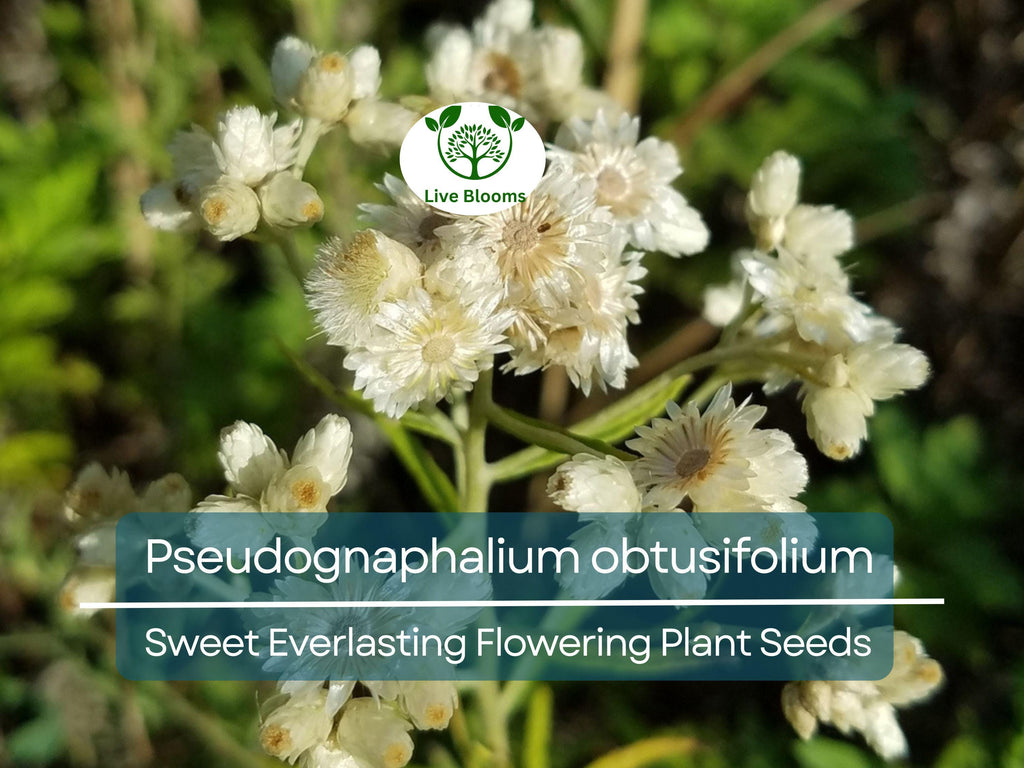 30 mg Seeds Pseudognaphalium obtusifolium – Sweet Everlasting Flowering Plant for Planting | Drought-Tolerant Wildflower Seeds