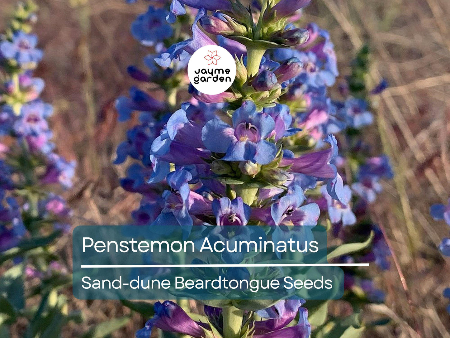 50 Seeds Penstemon Acuminatus | Sand-dune Beardtongue for Planting | Native Perennial Wildflower | Drought Tolerant | Pollinator Friendly