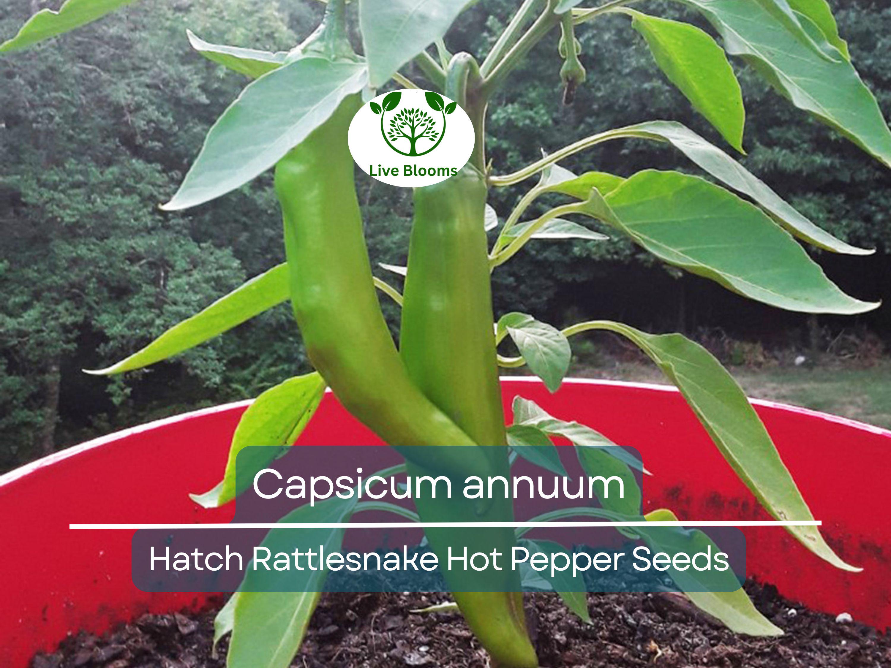 250 mg Seeds Hatch Rattlesnake Hot Pepper – Capsicum annuum | Heirloom Chili for Planting, Gardening & Bold Spicy Flavor