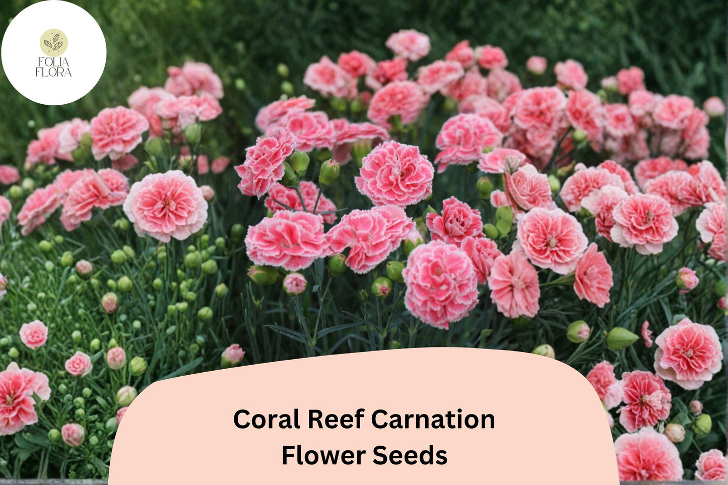200+ Coral Reef Carnation Seeds | Dianthus caryophyllus | Coral Pink Blooms for Borders, Pots & Cut Flowers