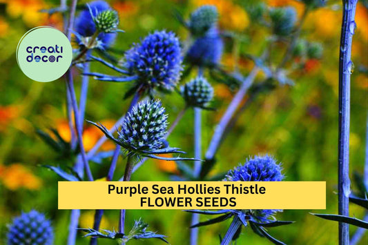 200+ Purple Sea Hollies Seeds – Spiky Violet-Blue Blooms for Garden Planting, Drought-Tolerant Perennials for Pollinator Beds – USA