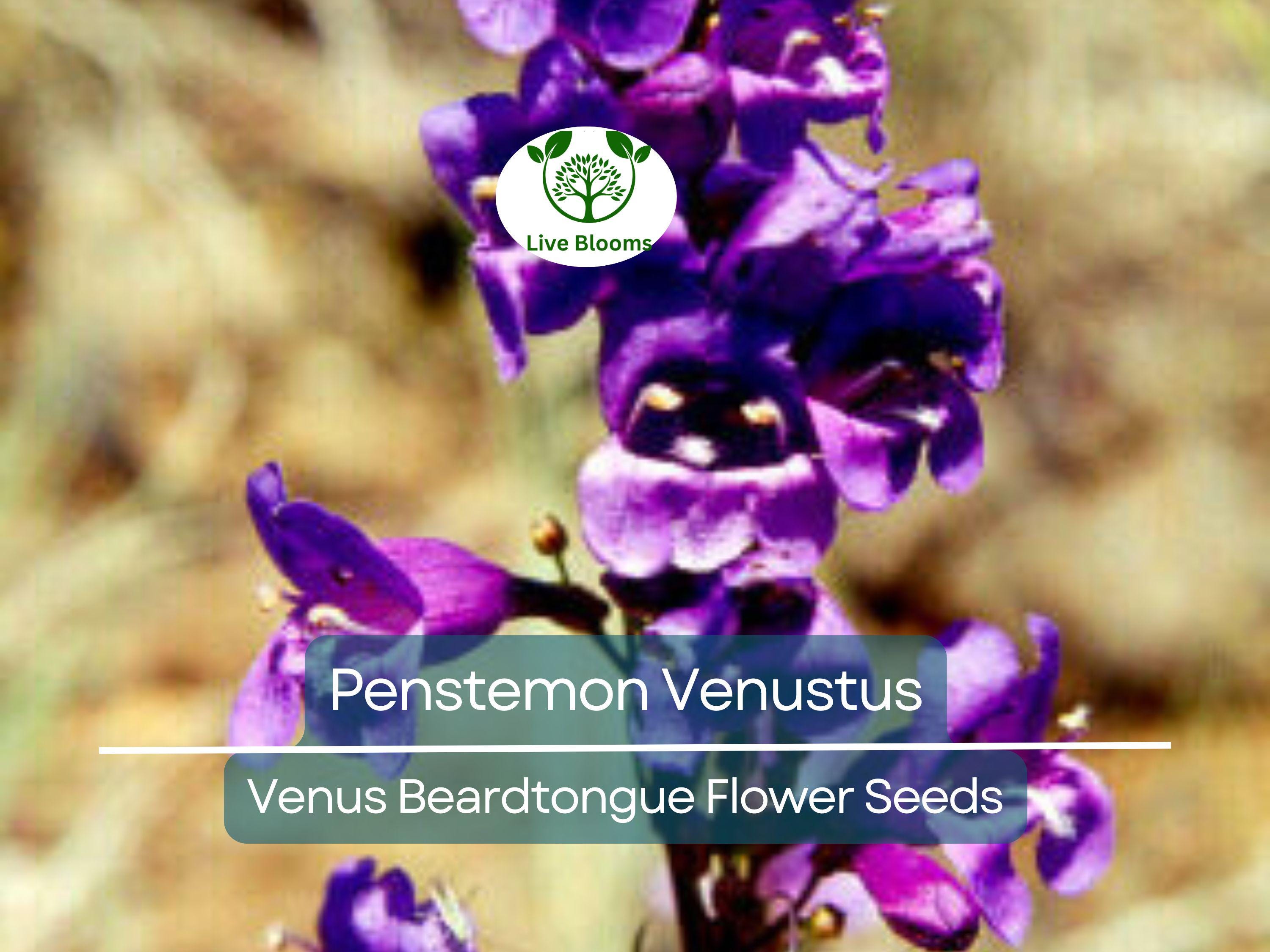 100 mg Seeds Penstemon Venustus (Venus Beardtongue) for Planting | Drought-Tolerant Native Wildflower for Pollinator-Friendly Gardens