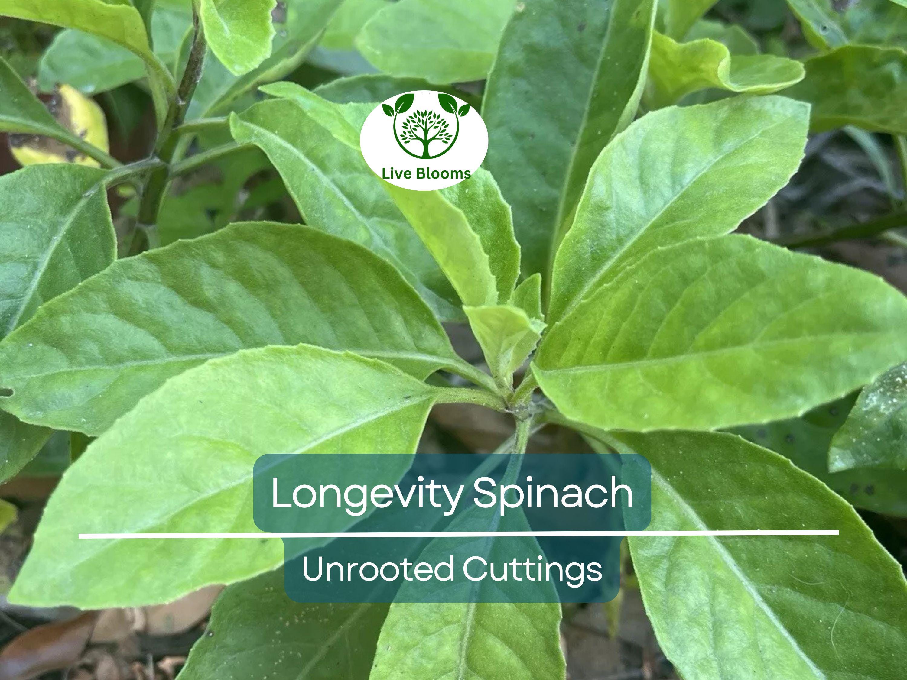 5 Longevity Spinach Gynura Procumbens Unrooted Cuttings 4" - Edible, Nutrient-Rich, Easy to Grow, Tropical Superfood, for Propagation