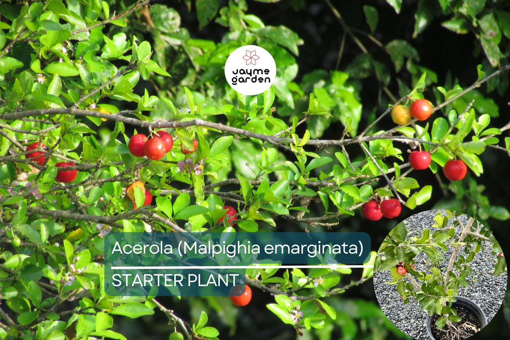 Acerola Fruit Tree (Malpighia emarginata) Live Starter Plant 2’-3’ Tall – Ready to Fruit, Tropical Vitamin C Powerhouse