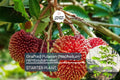 Grafted Pulasan Tree Exotic Tropical Fruit Tree 24"-36" | Nephelium Ramboutan-Ake Starter Plant | Sweet, Juicy Fruit | Fast Fruiting