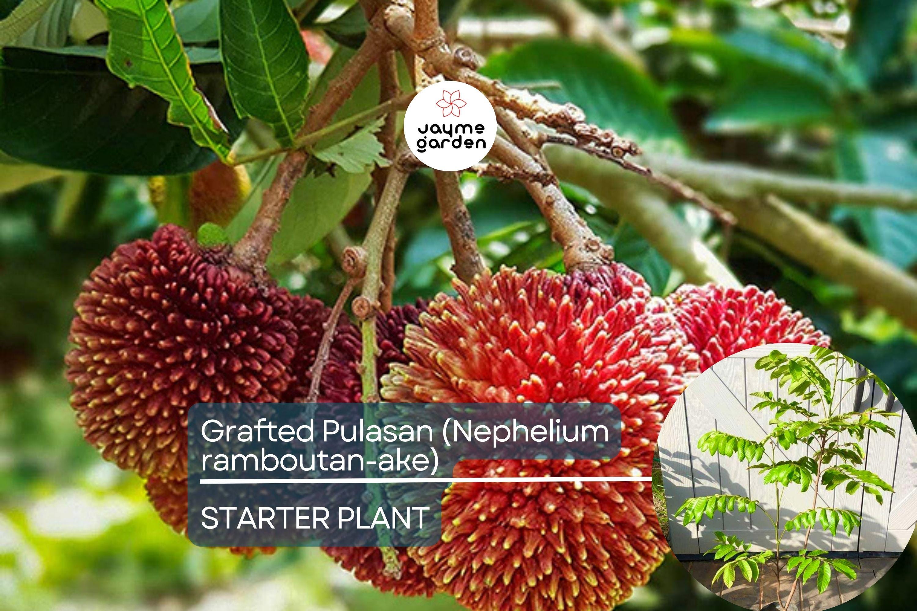 Grafted Pulasan Tree Exotic Tropical Fruit Tree 24"-36" | Nephelium Ramboutan-Ake Starter Plant | Sweet, Juicy Fruit | Fast Fruiting