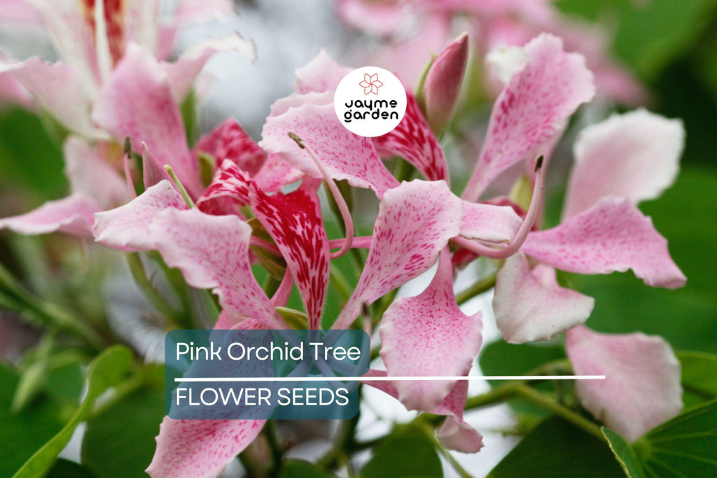 20 Pink Orchid Tree Seeds - Bauhinia monandra, Tropical Butterfly Flower, Rare, Zones 10-12, Attracts Bees & Butterflies, Fast Growing
