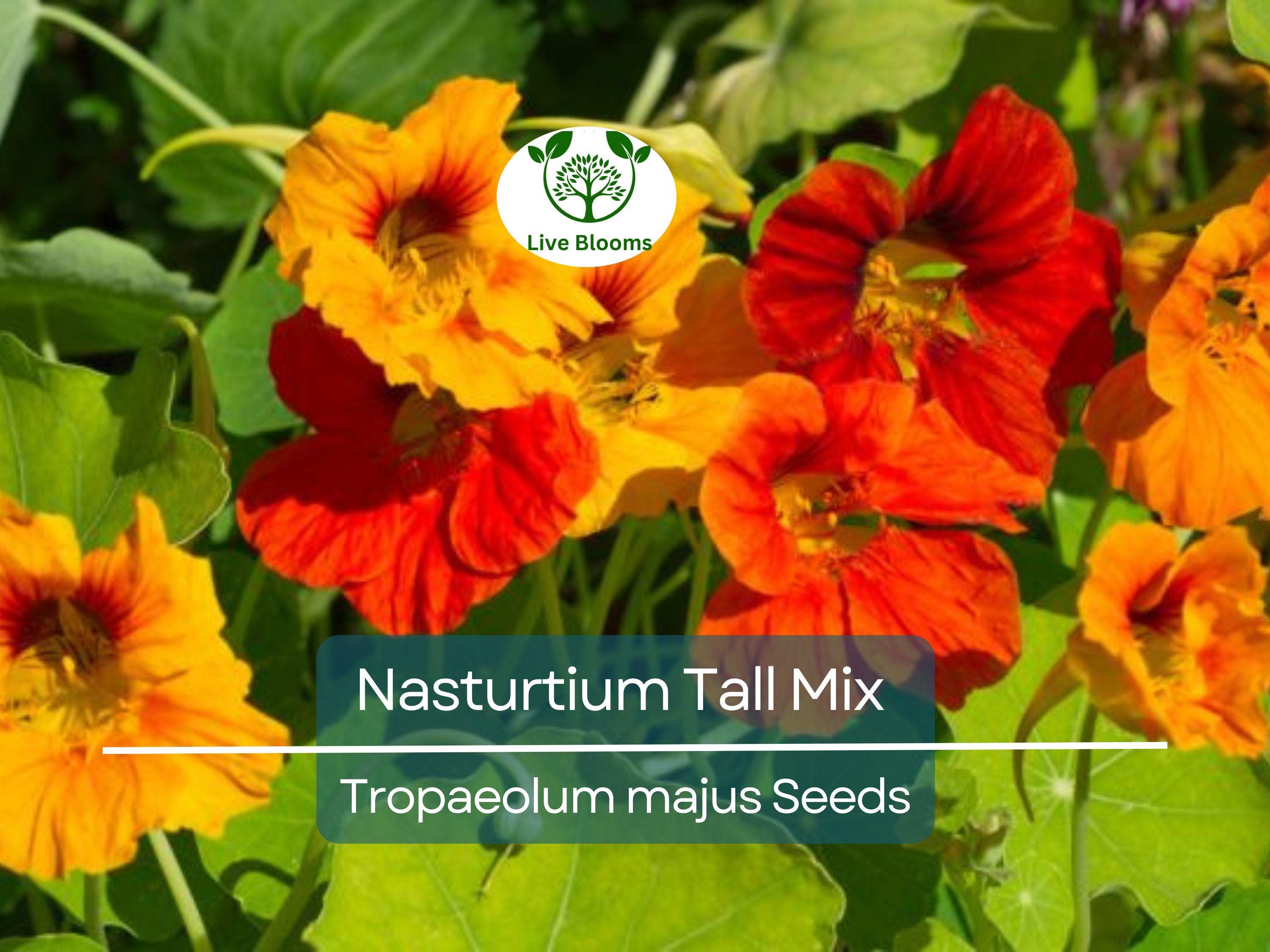 25 Seeds Nasturtium Tall Mix, Mixed Colors Edible Flowers, Heirloom Non-GMO, Vibrant Blooms, Perfect for Gardens & Culinary Use