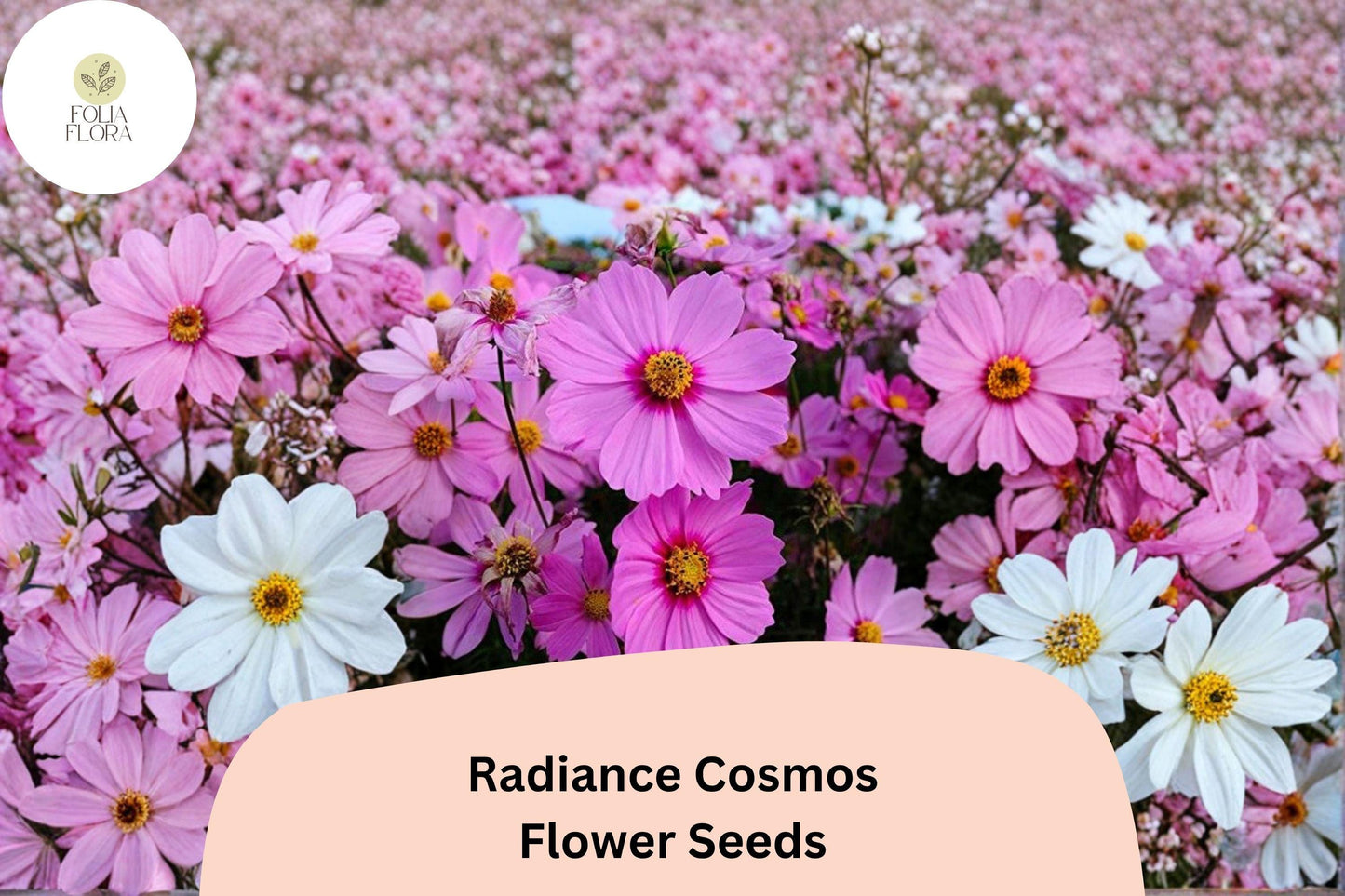 200+ Radiance Cosmos Seeds | Cosmos Bipinnatus Pink Magenta Blooms | Annual Garden Flower Seeds for Planting