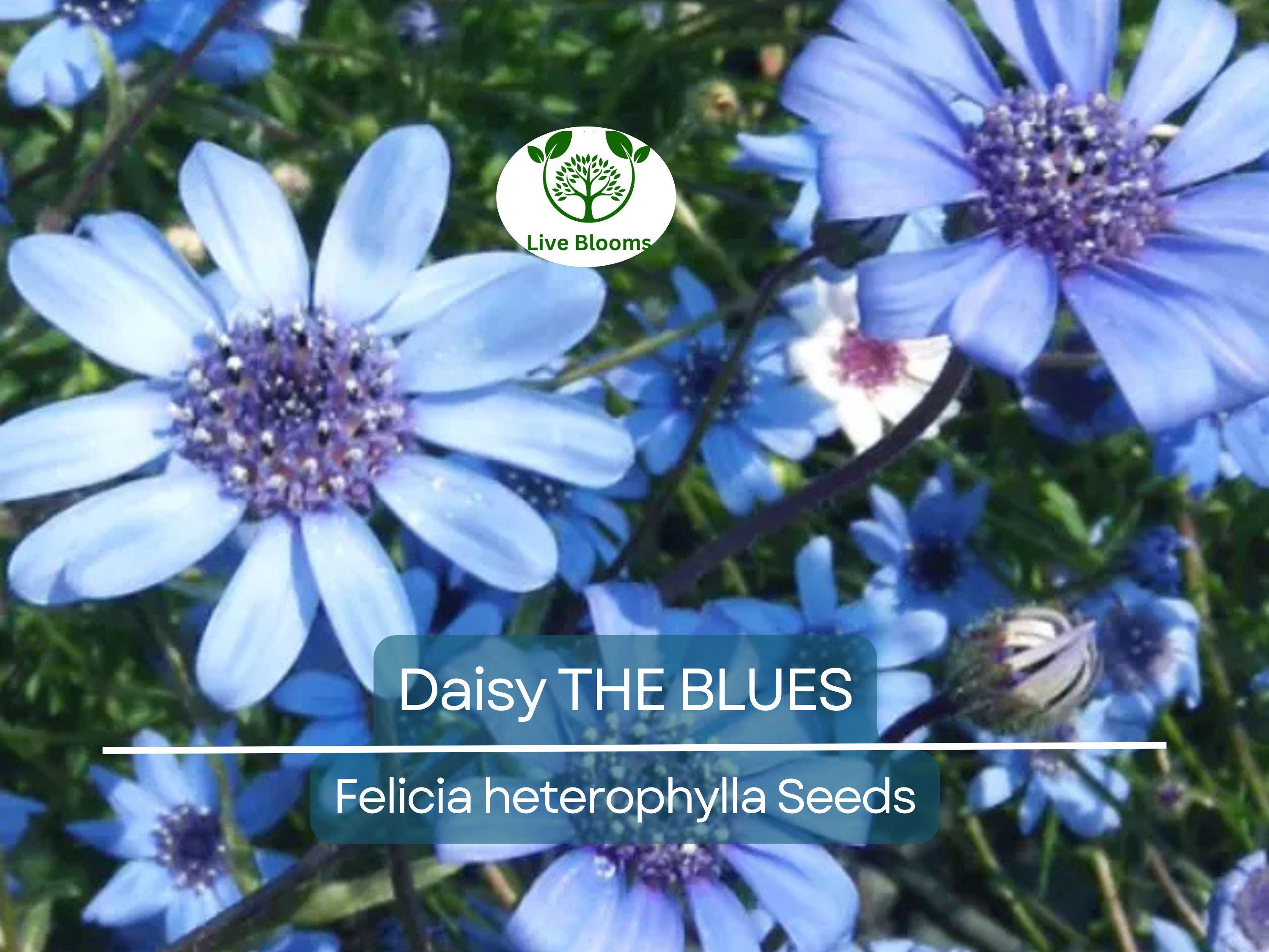 50 Seeds Daisy The Blues Felicia Heterophylla, Blue Flowers, Heirloom, Non-GMO, Pollinators, Perennial, Garden, Wildflower, Easy to Grow