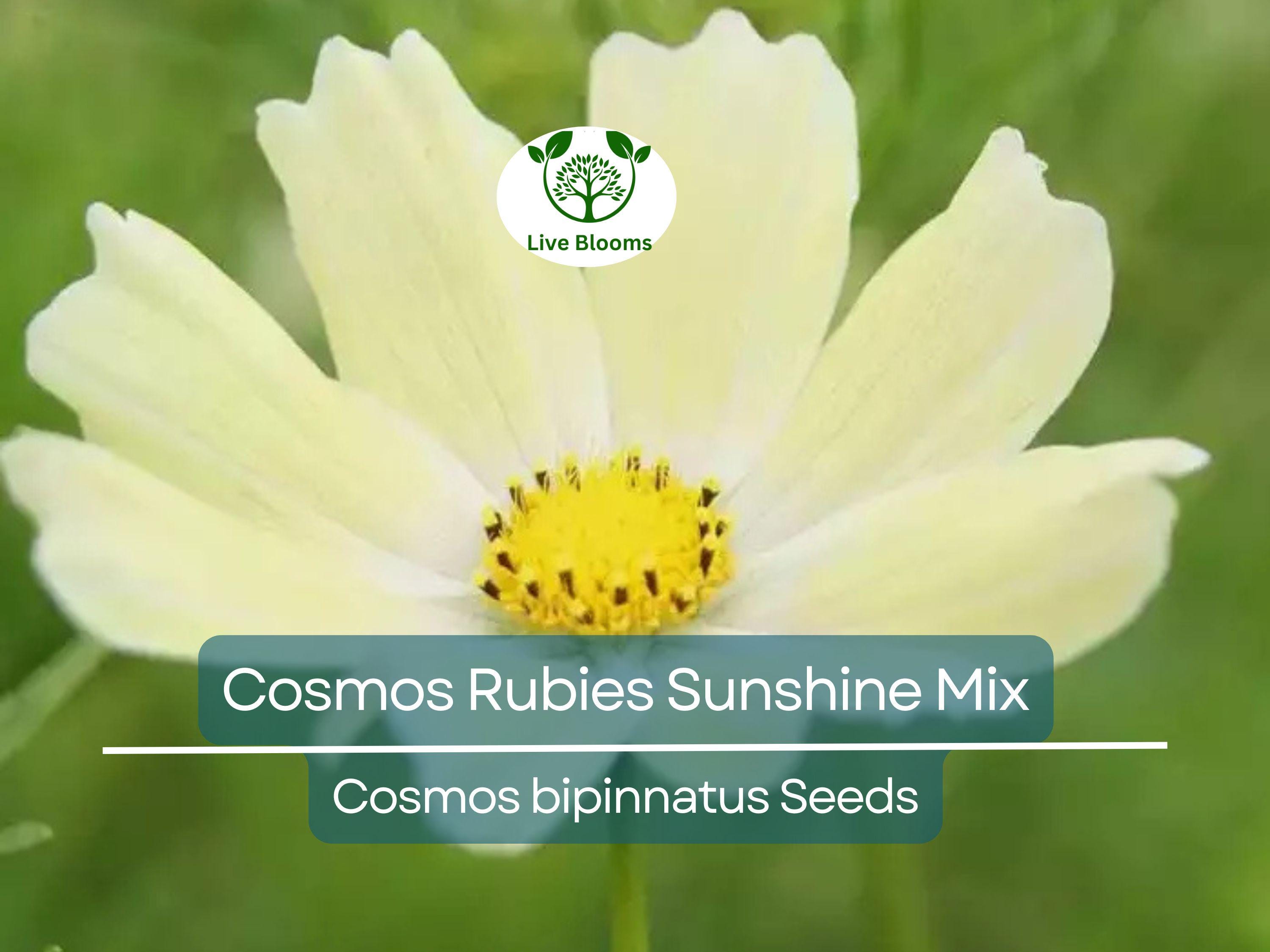 100 Seeds Cosmos Rubies Sunshine Mix, Red, Pale Yellow, Pink Flowers, Pollinators, Butterflies, Non-GMO, Wildflower, Perennial, Garden Plant