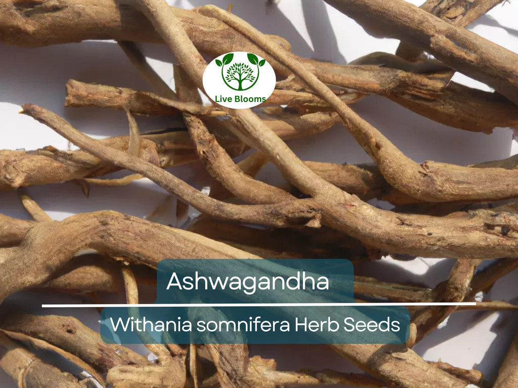 50 Ashwagandha Herb Seeds for planting | Withania somnifera (Indian Ginseng) - Grow Your Own Plant