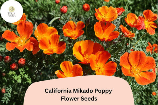200+ California Mikado Poppy Seeds for Garden Planting - Vibrant, Easy-to-Grow Wildflowers