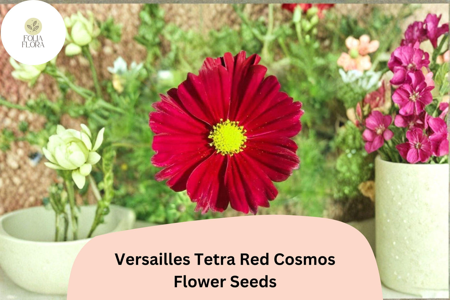 200+ Versailles Tetra Red Cosmos Seeds | Cosmos bipinnatus Bright Red Blooms | Tall Annual Garden Flower Seeds