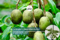 June Plum Tree 12″-24″ Live Starter Tropical Fruit Tree | Spondias dulcis | Grow Sweet & Tangy Exotic Fruits in Your Garden