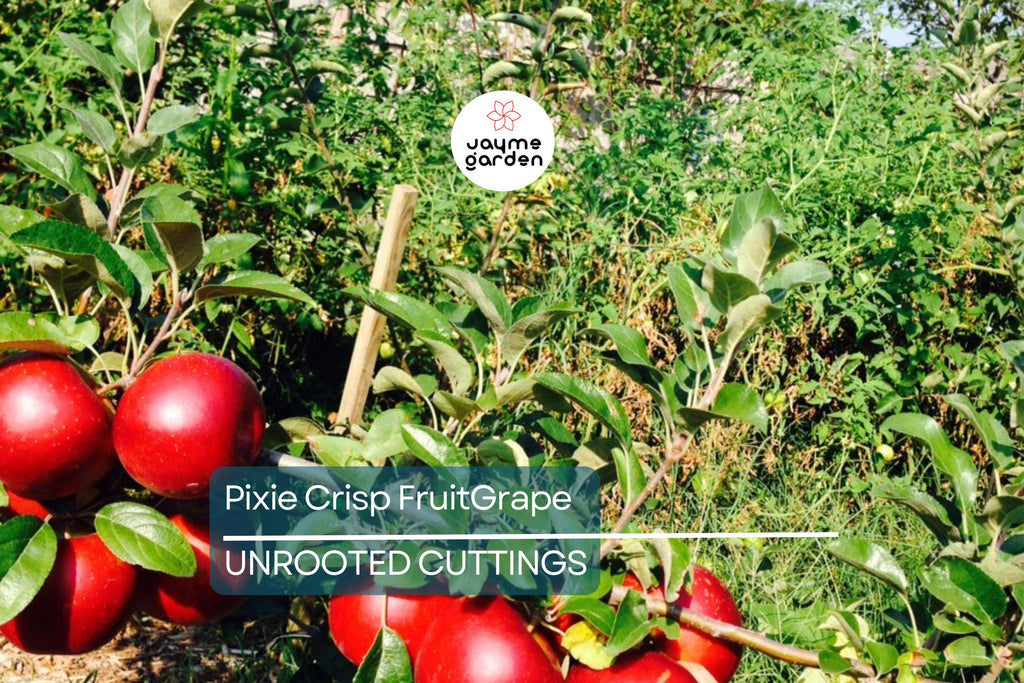 6 Pixie Crisp Apple Tree Scion Cuttings (6-10") for Grafting/Rooting - Fresh Premium Wood from High-Yield Trees