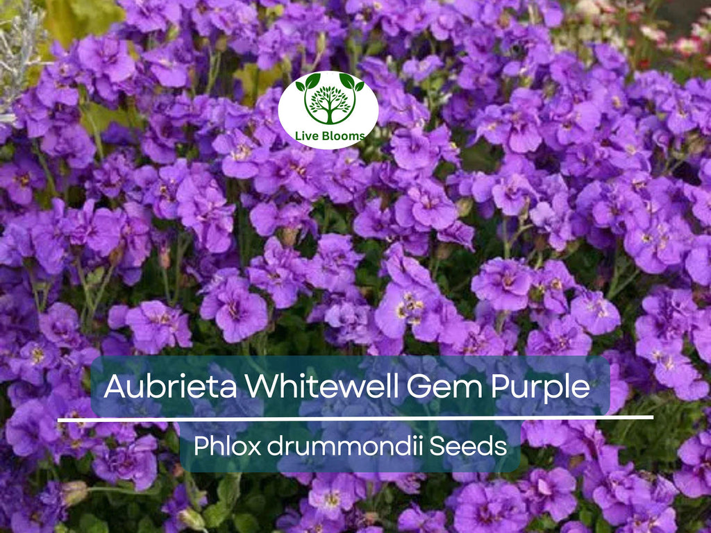 500 Seeds Aubrieta Whitewell Gem, Purple Rock Cress, Groundcover Perennial, Non-GMO, Vibrant Purple Blooms for Gardens & Borders
