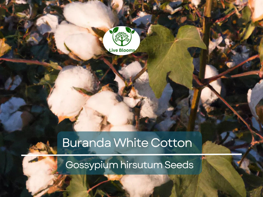 30 White Cotton Seeds Buranda Non-GMO, 100% Quality | High-Density Cotton Plant for Home or Commercial Use | Grow Your Own Cotton!