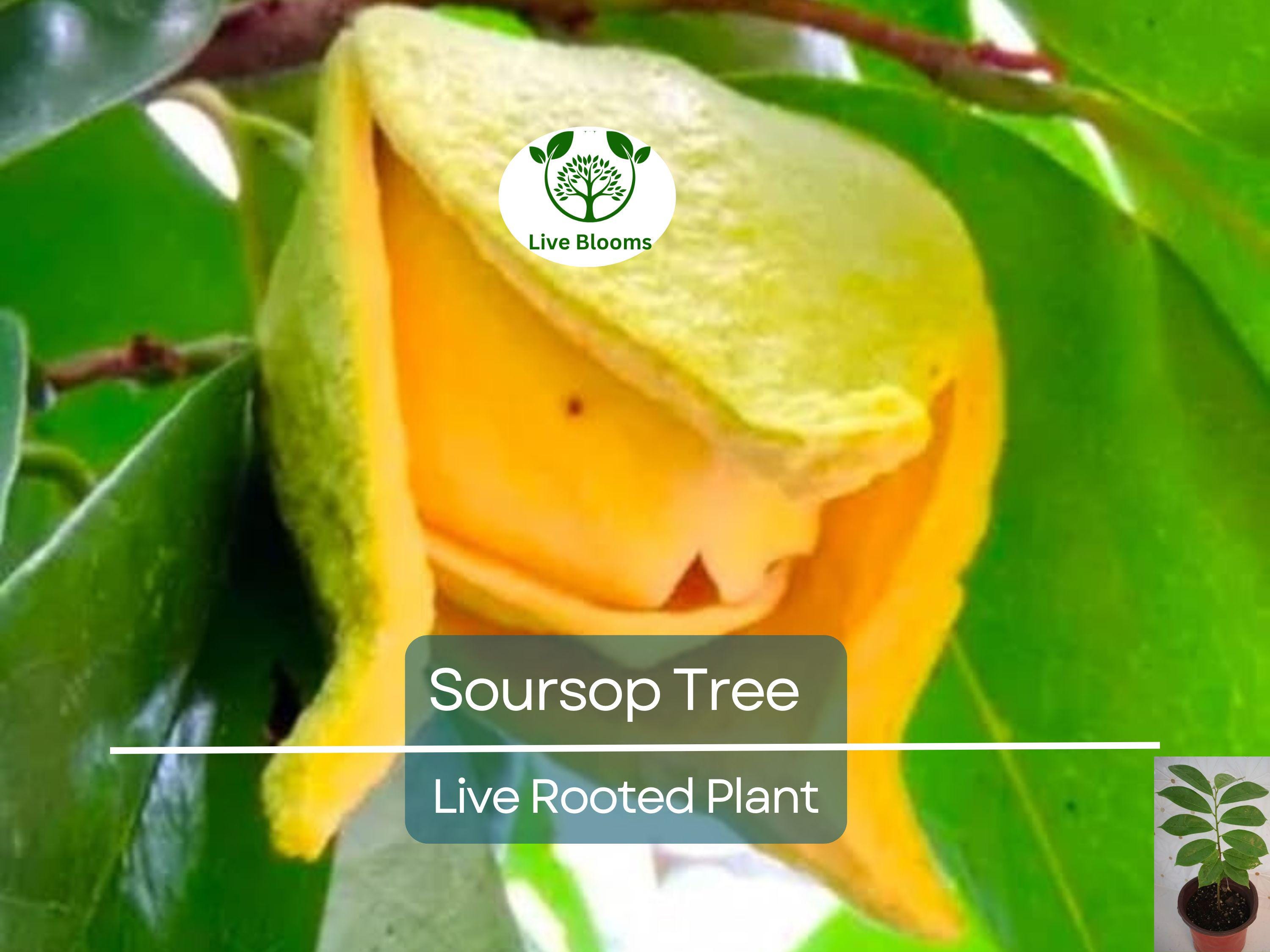 1 Soursop Tree Guanábana 4" Tropical Fruit Tree in Pot - Annona muricata, Sweet & Tangy Fruit, Easy to Grow, Exotic Tropical Tree for Garden