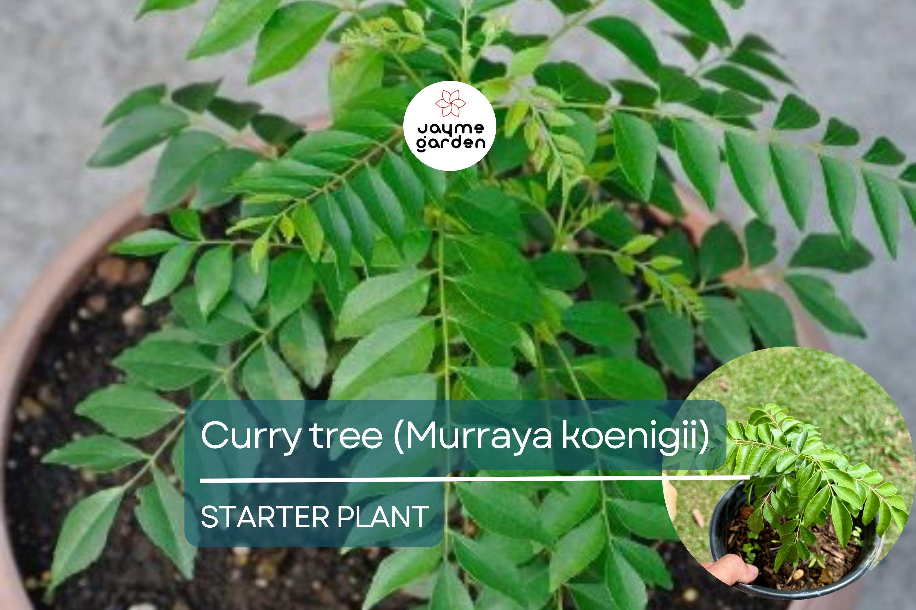 Curry Tree - Live Murraya koenigii Plant 1’-2’ Tall | Culinary Herb Tree | Compact Growth for Indoors & Gardens