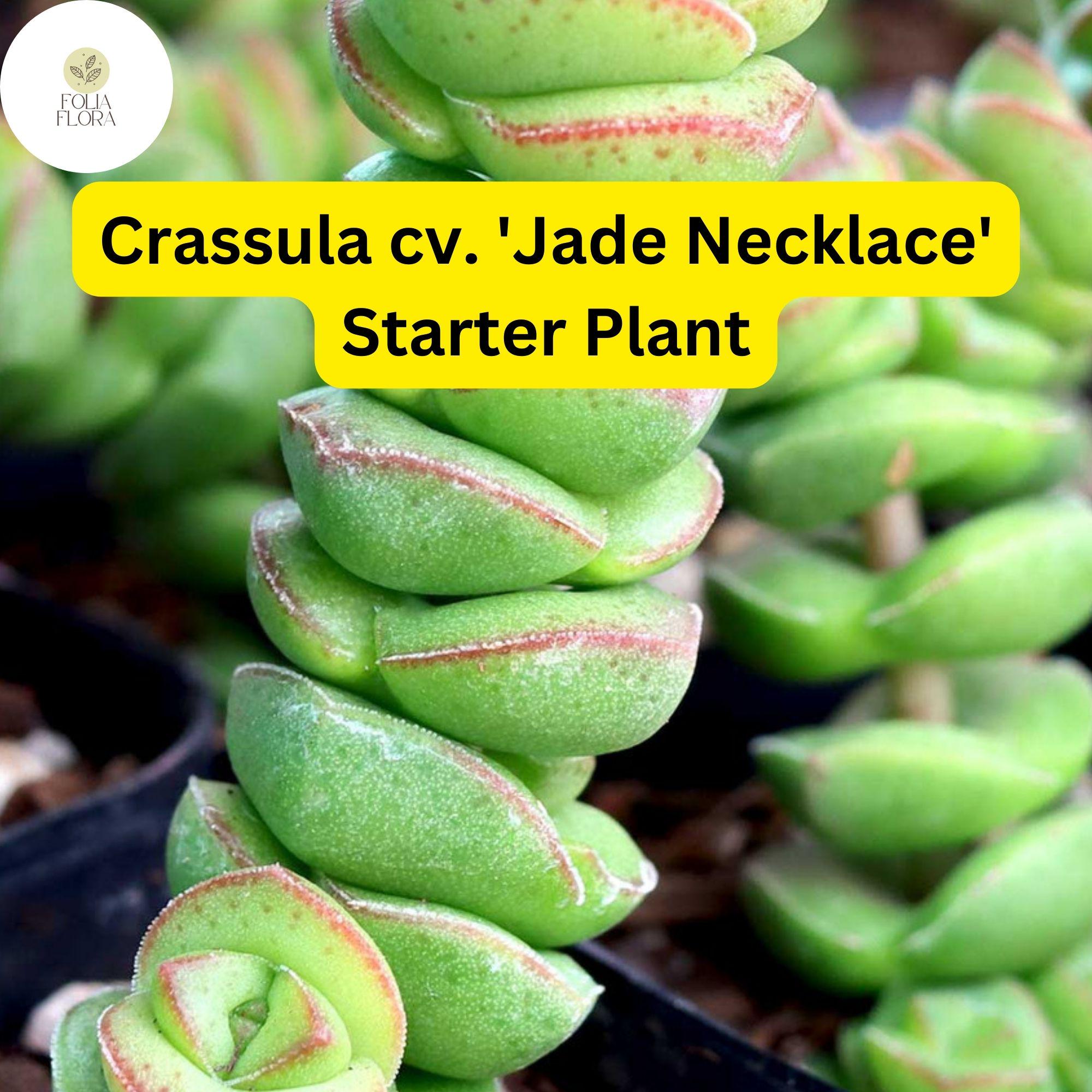 1 Crassula cv. 'Jade Necklace,' Rare Live Succulent Plant, Rooted in 2'' Pot, Easy Care
