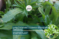 Long Coriander/Culantro Starter Plant – Vibrant Live Herb (Eryngium foetidum) | Tropical Culinary Delight | Mature 12-18 inches tall