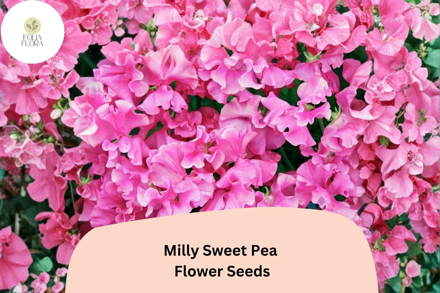 Milly Sweet Pea Seeds | Lathyrus odoratus Soft Pastel Flowers Garden Planting (50+ Seeds)